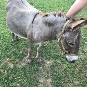 Meet your Posher, Destiny